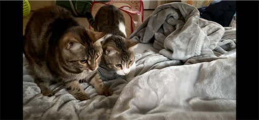f:id:Furukawake:20220125085544p:image