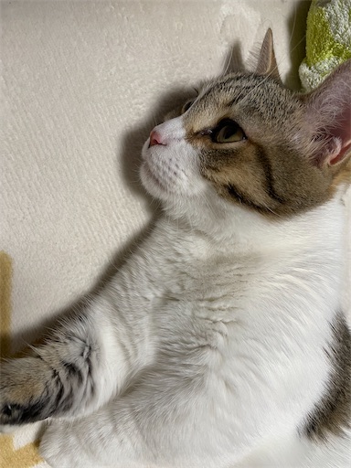 f:id:Furukawake:20220321202341j:image f:id:Furukawake:20220321202341j:image