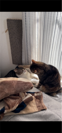 f:id:Furukawake:20230124000745p:image