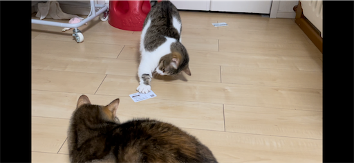 f:id:Furukawake:20231118232441p:image