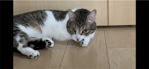 f:id:Furukawake:20240522195417p:image