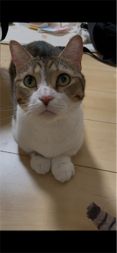 f:id:Furukawake:20241130152041p:image