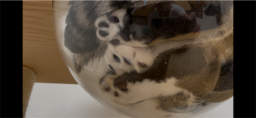 f:id:Furukawake:20250112214619p:image