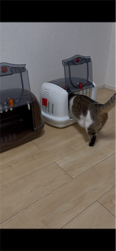 f:id:Furukawake:20250225070141p:image