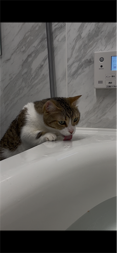f:id:Furukawake:20250810214318p:image