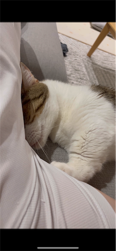 f:id:Furukawake:20250910214304p:image