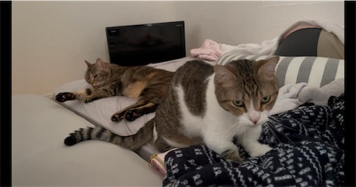 f:id:Furukawake:20251014190022j:image f:id:Furukawake:20251014190022j:image