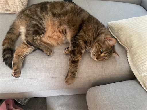 f:id:Furukawake:20251115082213j:image f:id:Furukawake:20251115082213j:image