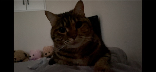 f:id:Furukawake:20251203225745p:image