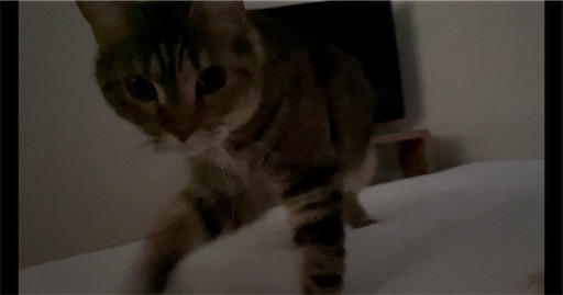 f:id:Furukawake:20251228112623j:image f:id:Furukawake:20251228112623j:image