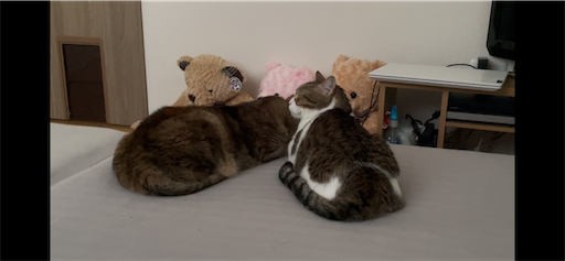 f:id:Furukawake:20260112135105p:image