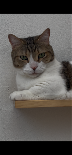 f:id:Furukawake:20260222001341p:image f:id:Furukawake:20260222001341p:image