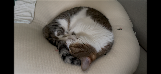 f:id:Furukawake:20260310222032p:image