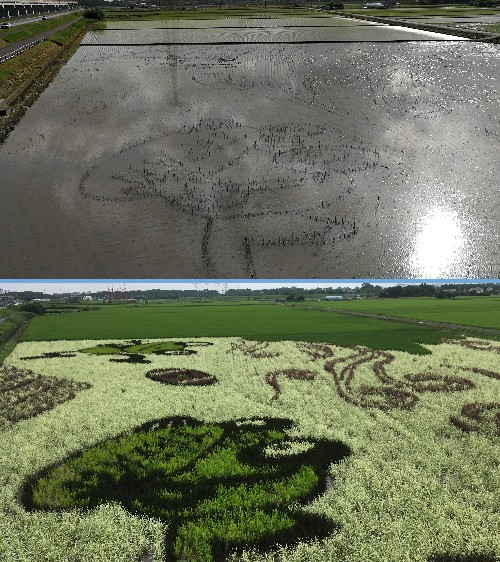 田んぼアートbefore&after 田んぼアートbefore&after