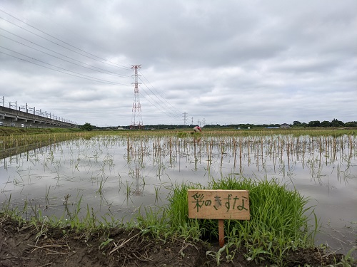 彩のきずなは緑色