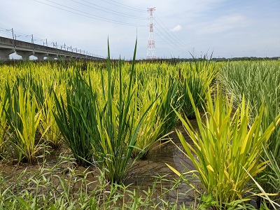 田んぼアート2022-2