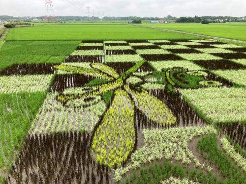 田んぼアート2024-2 田んぼアート2024-2