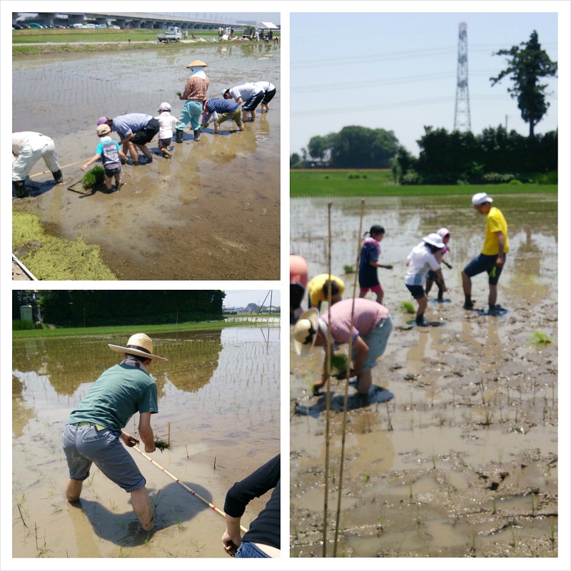 田植えの模様。20cm等間隔で植えていきます。