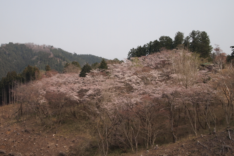 f:id:FutagawaNico:20210321152641j:plain