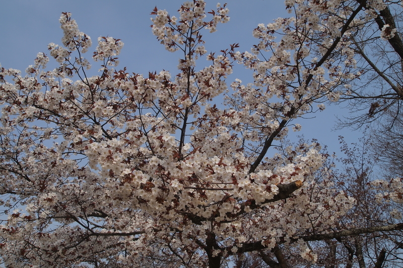 f:id:FutagawaNico:20210321152734j:plain