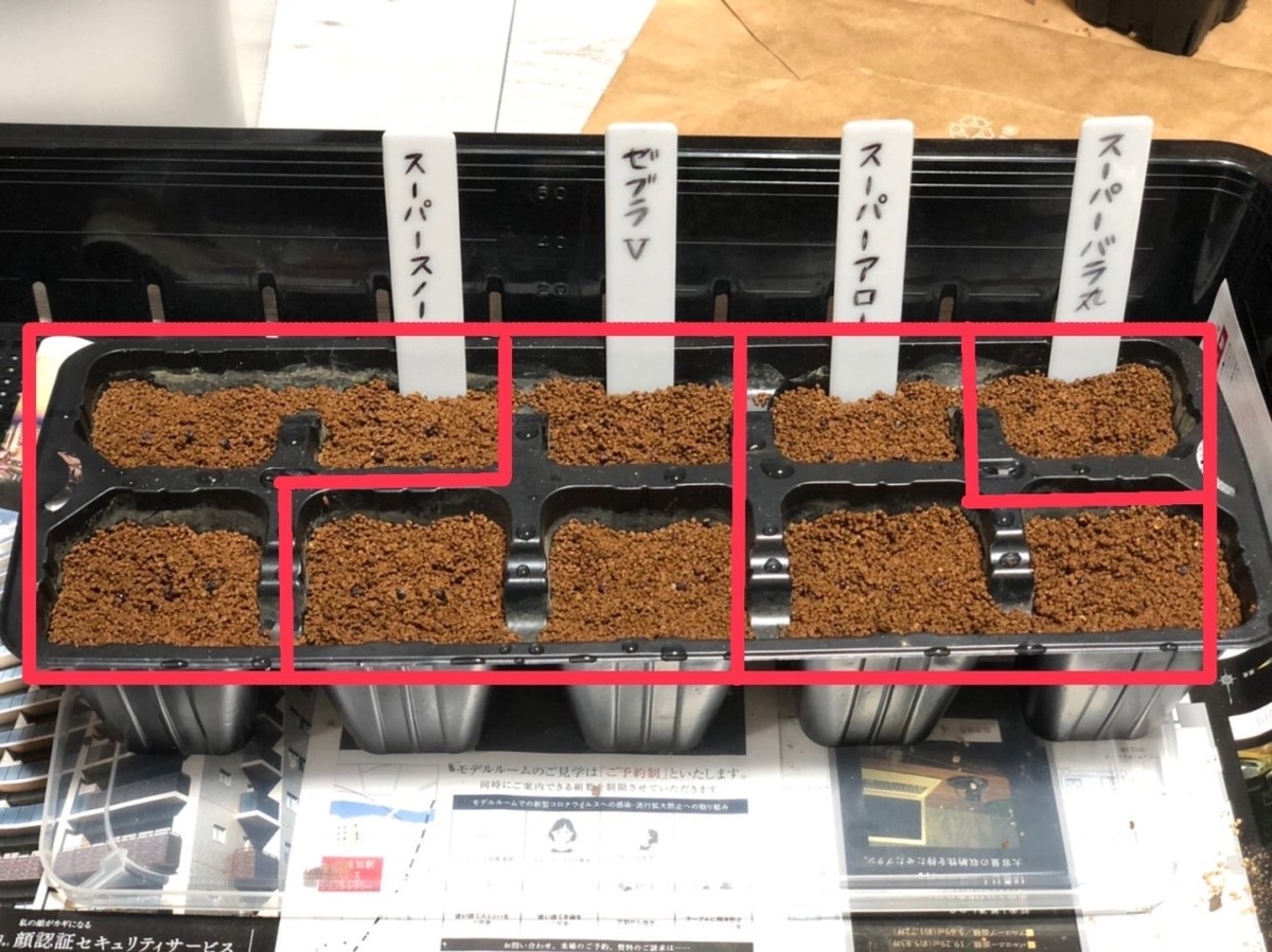 サボテンスーパー兜ハイブリッド　アロータイプ 実生苗 サボテンスーパー兜ハイブリッド アロータイプ 実生苗