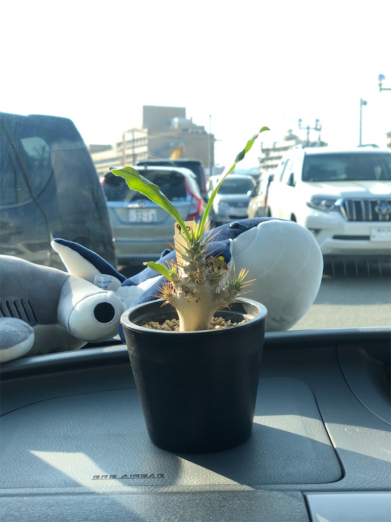 牛骨頭部　オレンジ肌　パキポディウム　サウンデルシー　サンデルシー　現地球発根済 牛骨頭部 オレンジ肌 パキポディウム サウンデルシー サンデル