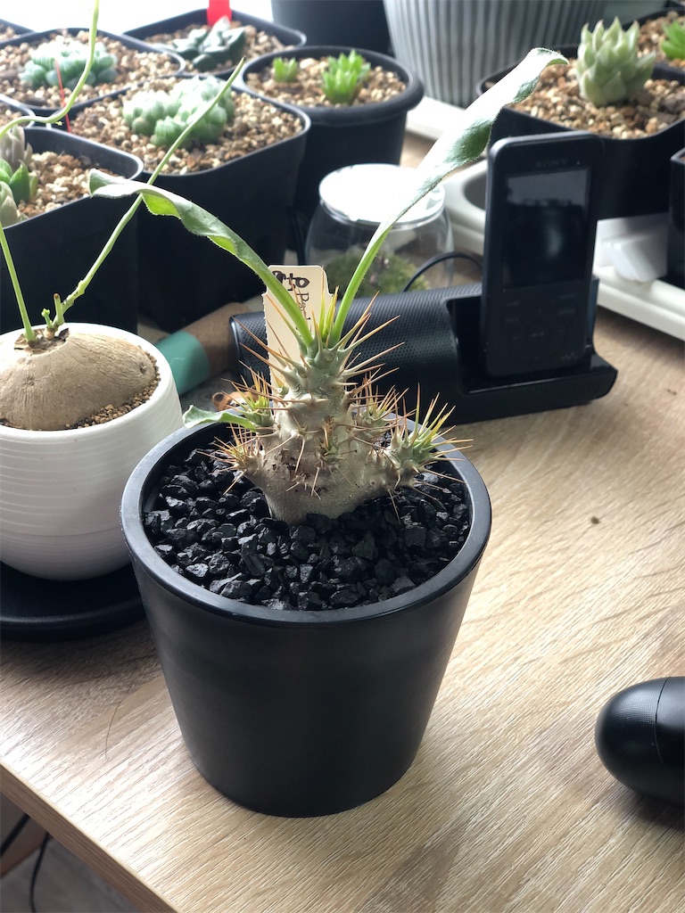 特大株】パキポディウムサンデルシー 白馬城 実生 塊根植物 多肉