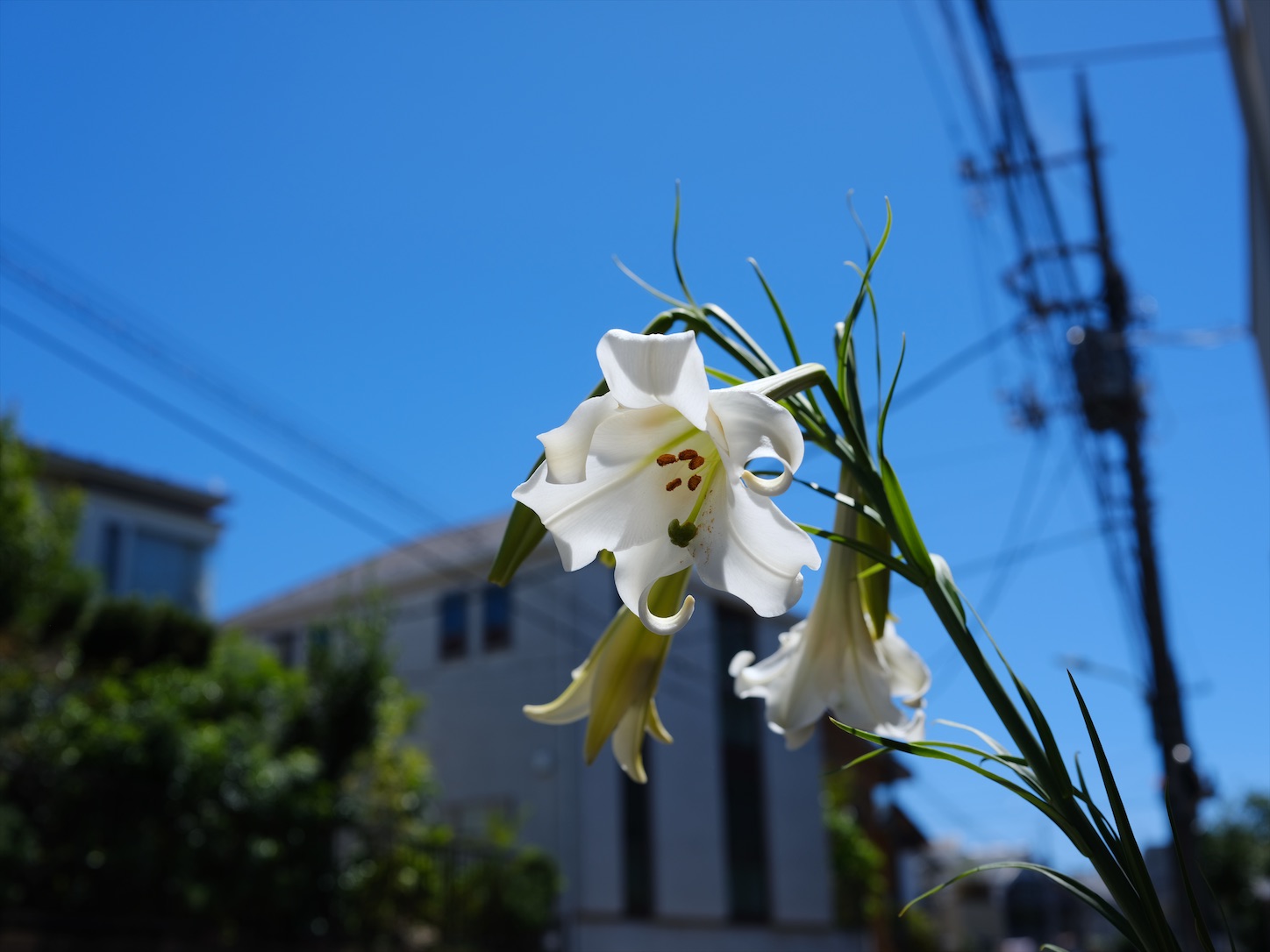 f:id:Futu:20200811191345j:image