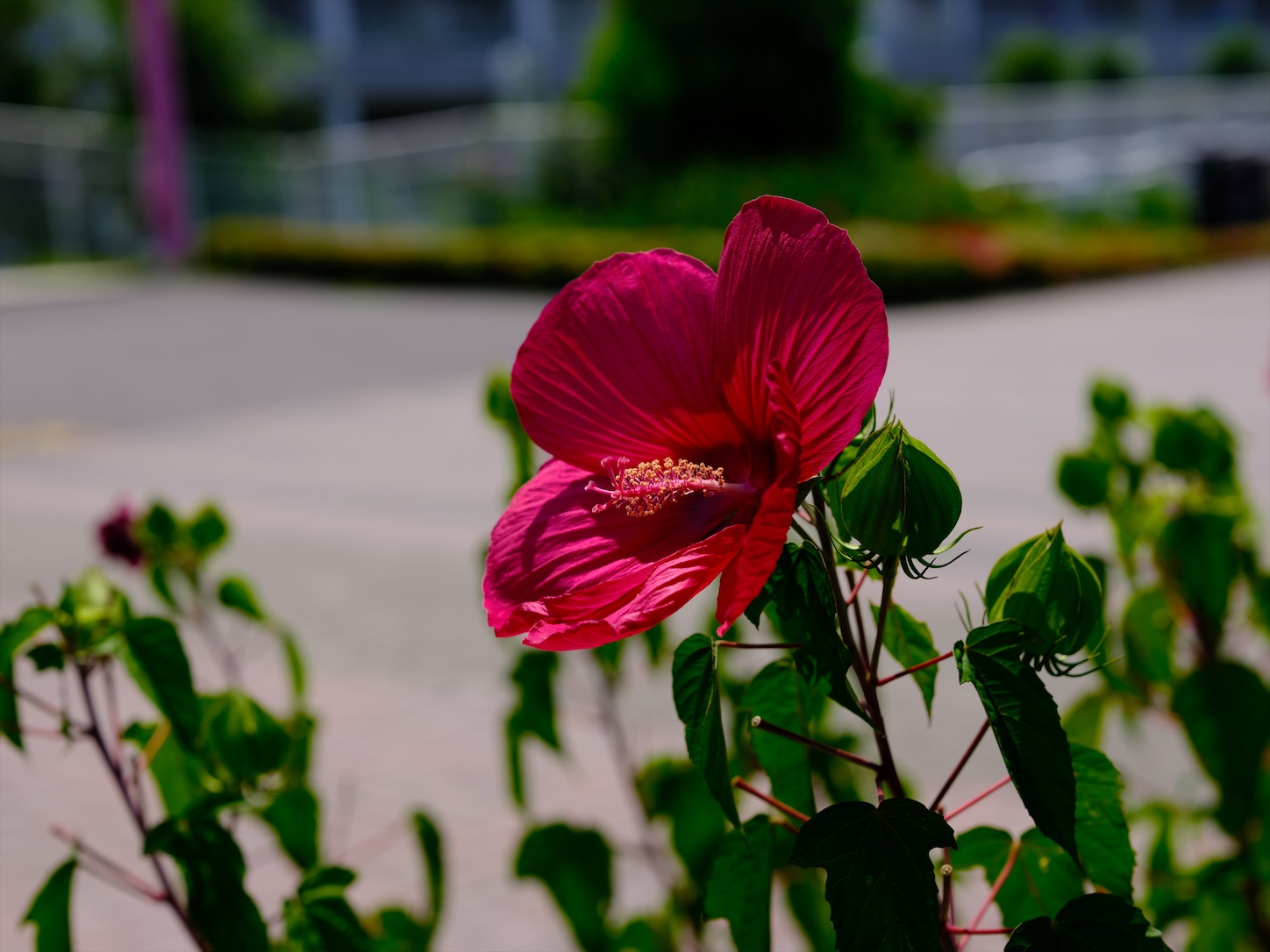 f:id:Futu:20200814002159j:image