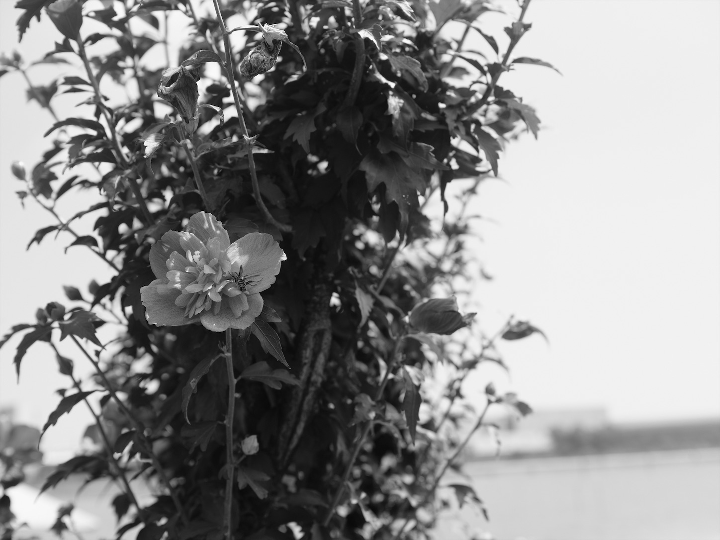 f:id:Futu:20200816231438j:image
