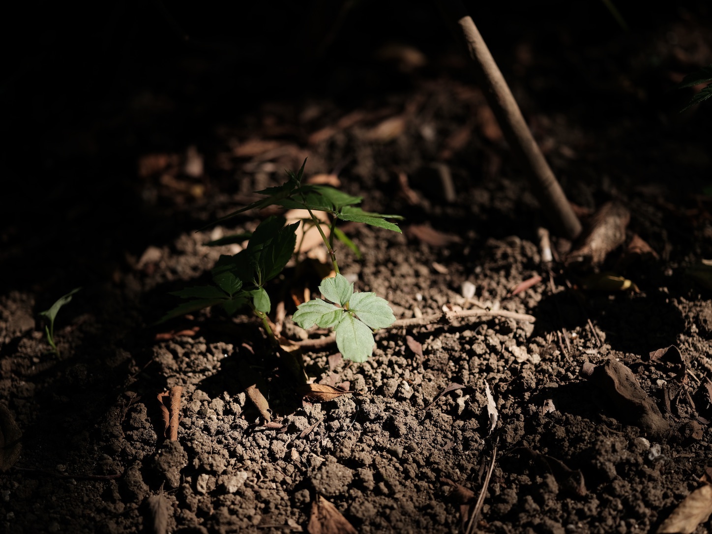 f:id:Futu:20200819212259j:image