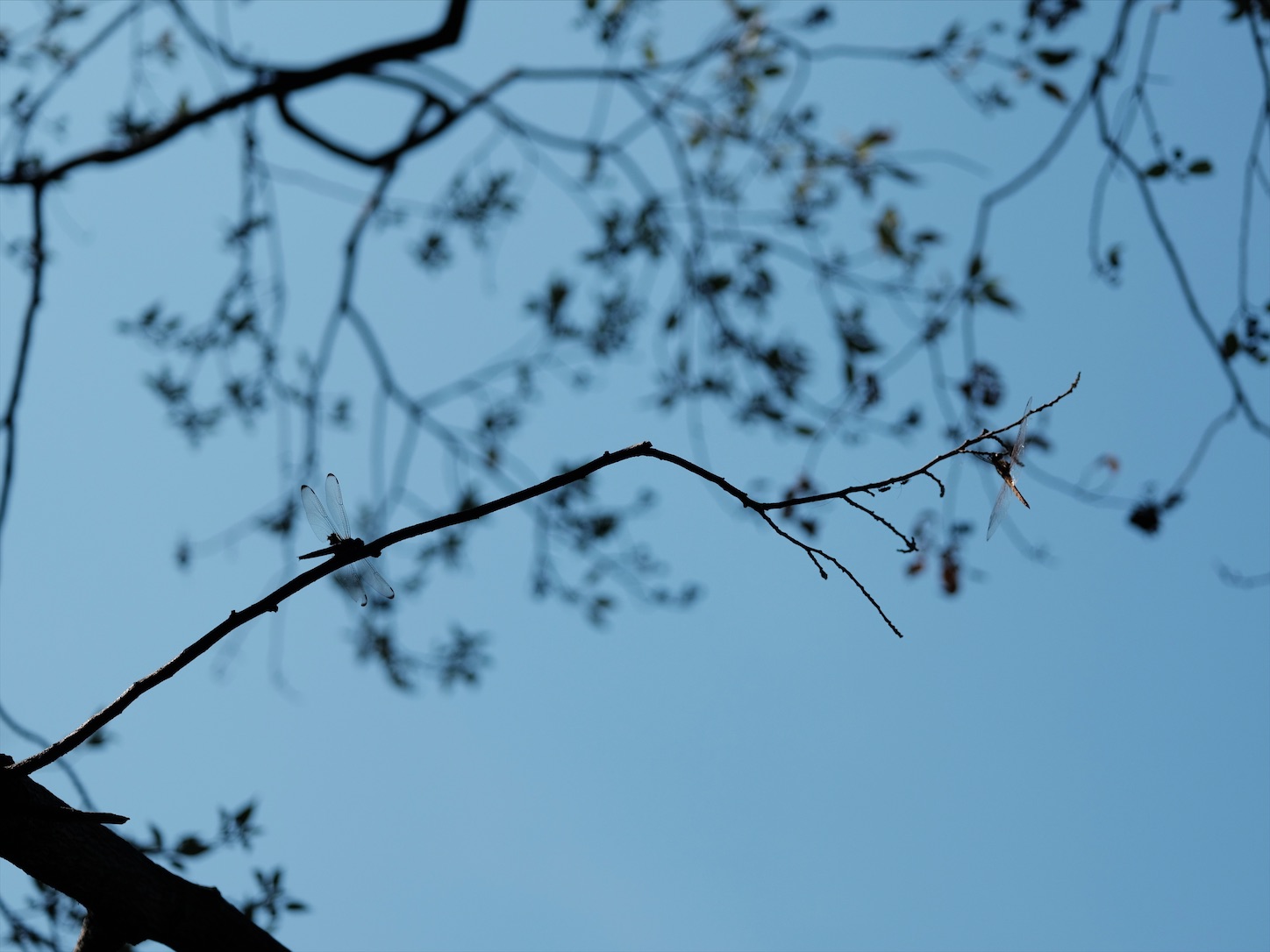 f:id:Futu:20200819212311j:image