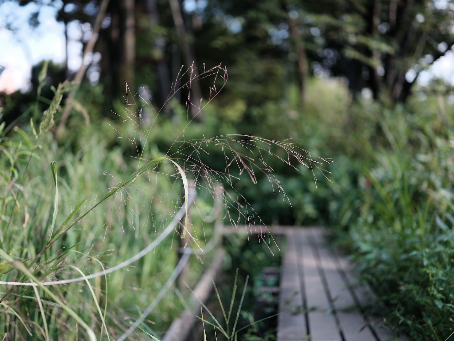f:id:Futu:20200827213700j:image