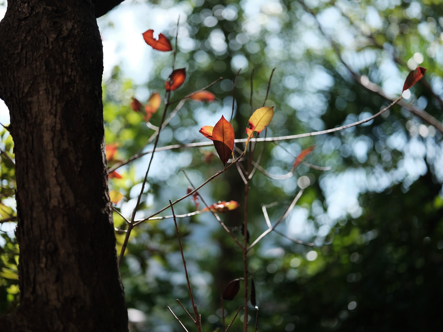 f:id:Futu:20200827213711j:image