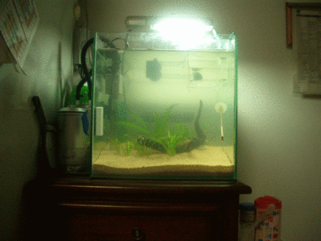 f:id:FyS-Welkin:20081206234215g:image