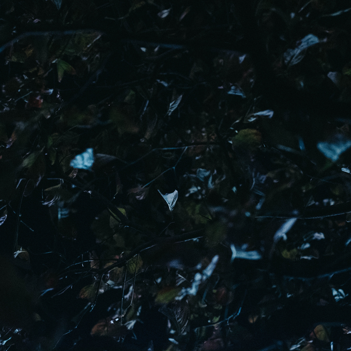 f:id:GANTHEBROW:20200330210305j:plain