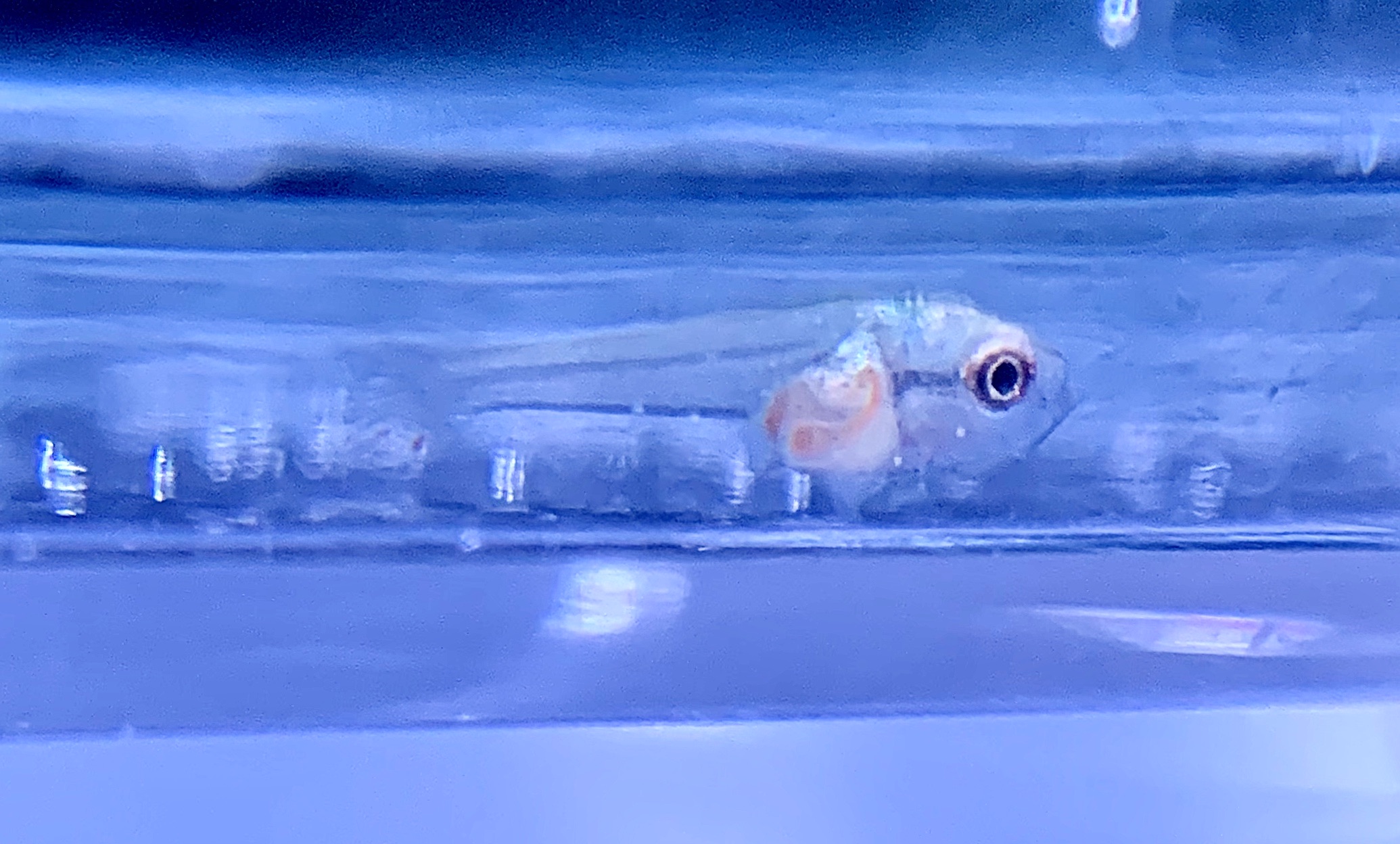 ベタ稚魚生後10日目 薬浴5日目 Garo611 S Blog ベタ稚魚生後10日目 薬浴5日目 Garo611 S Blog
