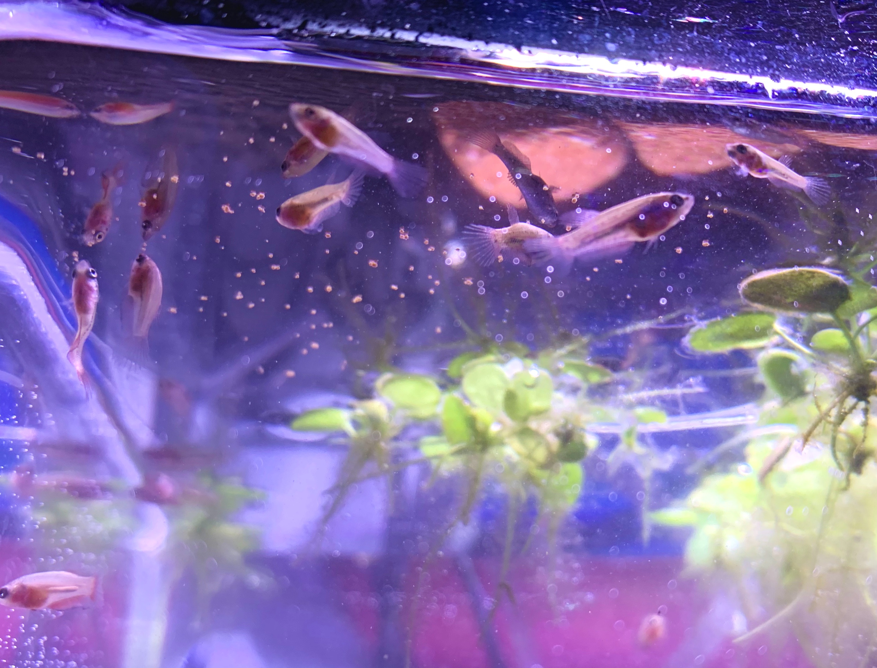 ベタの稚魚28日目と 画像多いよ Garo611 S Blog