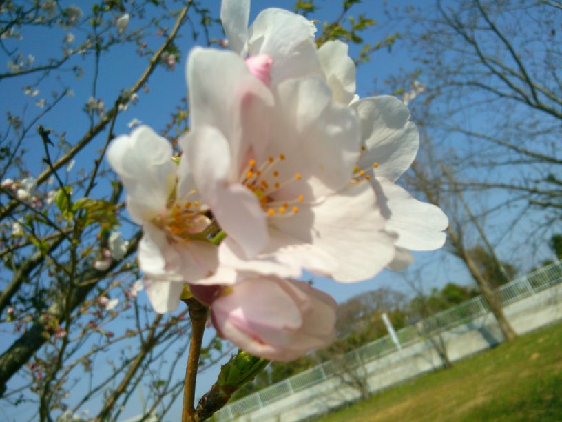 f:id:GDMCER:20190406173216j:plain
