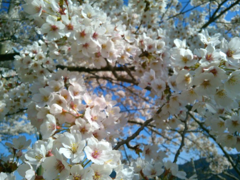 f:id:GDMCER:20190413213209j:plain