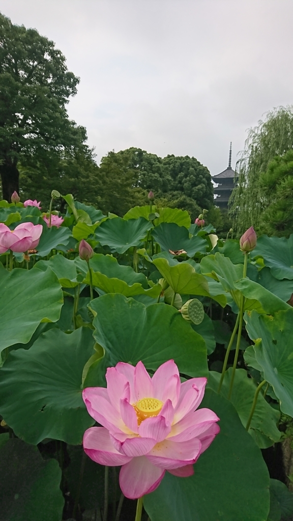 f:id:GEKITINTASUKU:20170716160925j:plain f:id:GEKITINTASUKU:20170716160925j:plain