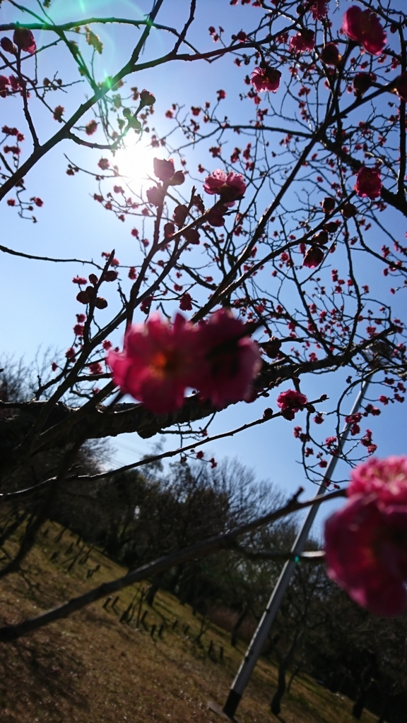 f:id:GEKITINTASUKU:20180207122452j:plain f:id:GEKITINTASUKU:20180207122452j:plain