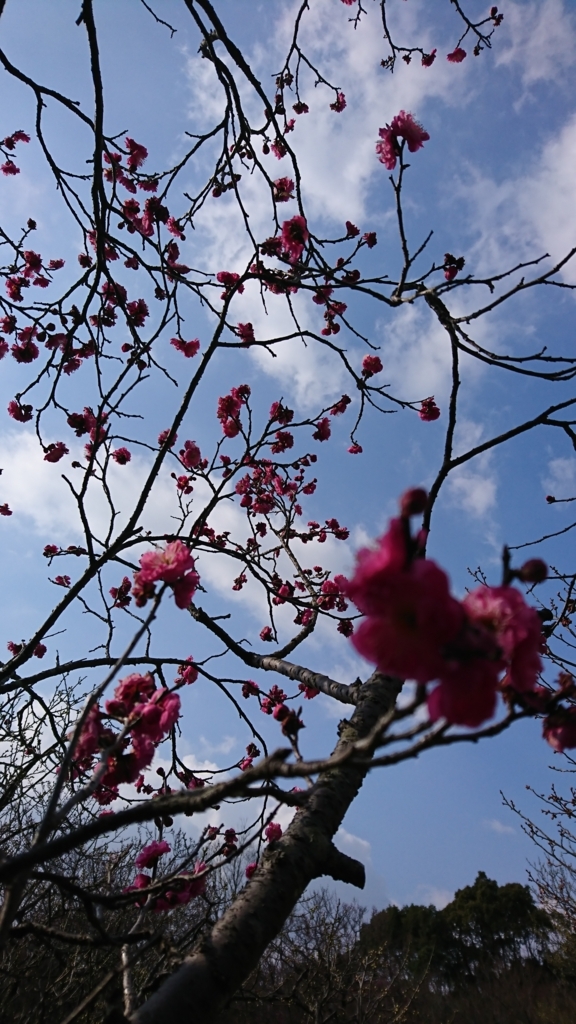 f:id:GEKITINTASUKU:20180217115234j:plain