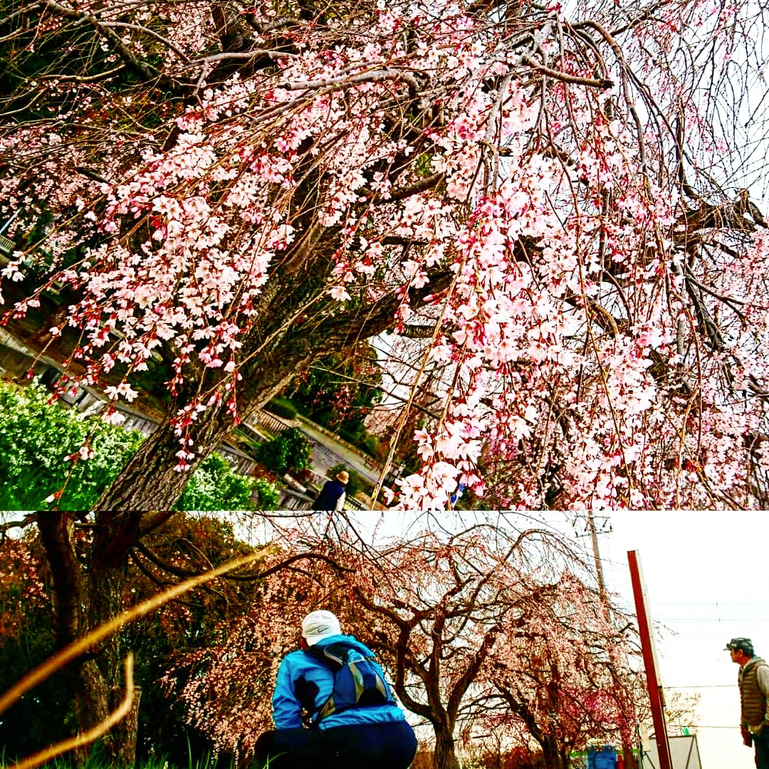 f:id:GEKITINTASUKU2:20190326204101j:plain f:id:GEKITINTASUKU2:20190326204101j:plain
