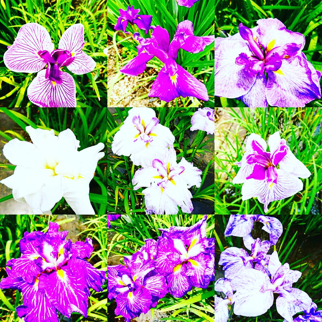 f:id:GEKITINTASUKU2:20190609132902j:plain f:id:GEKITINTASUKU2:20190609132902j:plain