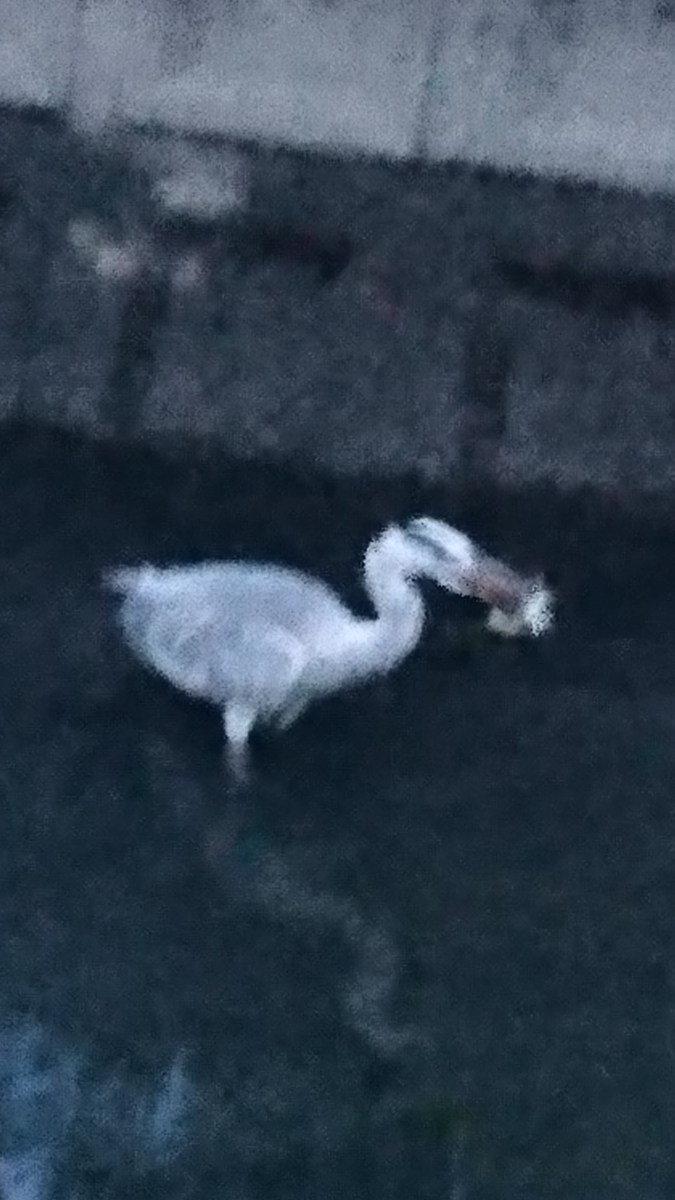 f:id:GEKITINTASUKU2:20190710202342j:plain f:id:GEKITINTASUKU2:20190710202342j:plain