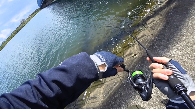 富山の河口で釣れたのは 富山シーバス G E N O S