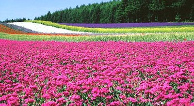お花畑