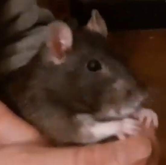 ファンシーラット