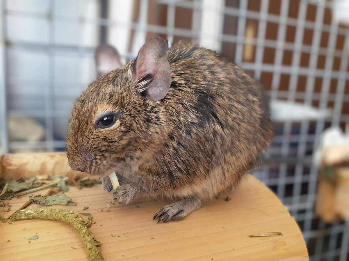 デグー りんご